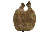 Hadrosaur (Edmontosaurus) Caudal Vertebra w/ Stand - Wyoming #377730-3